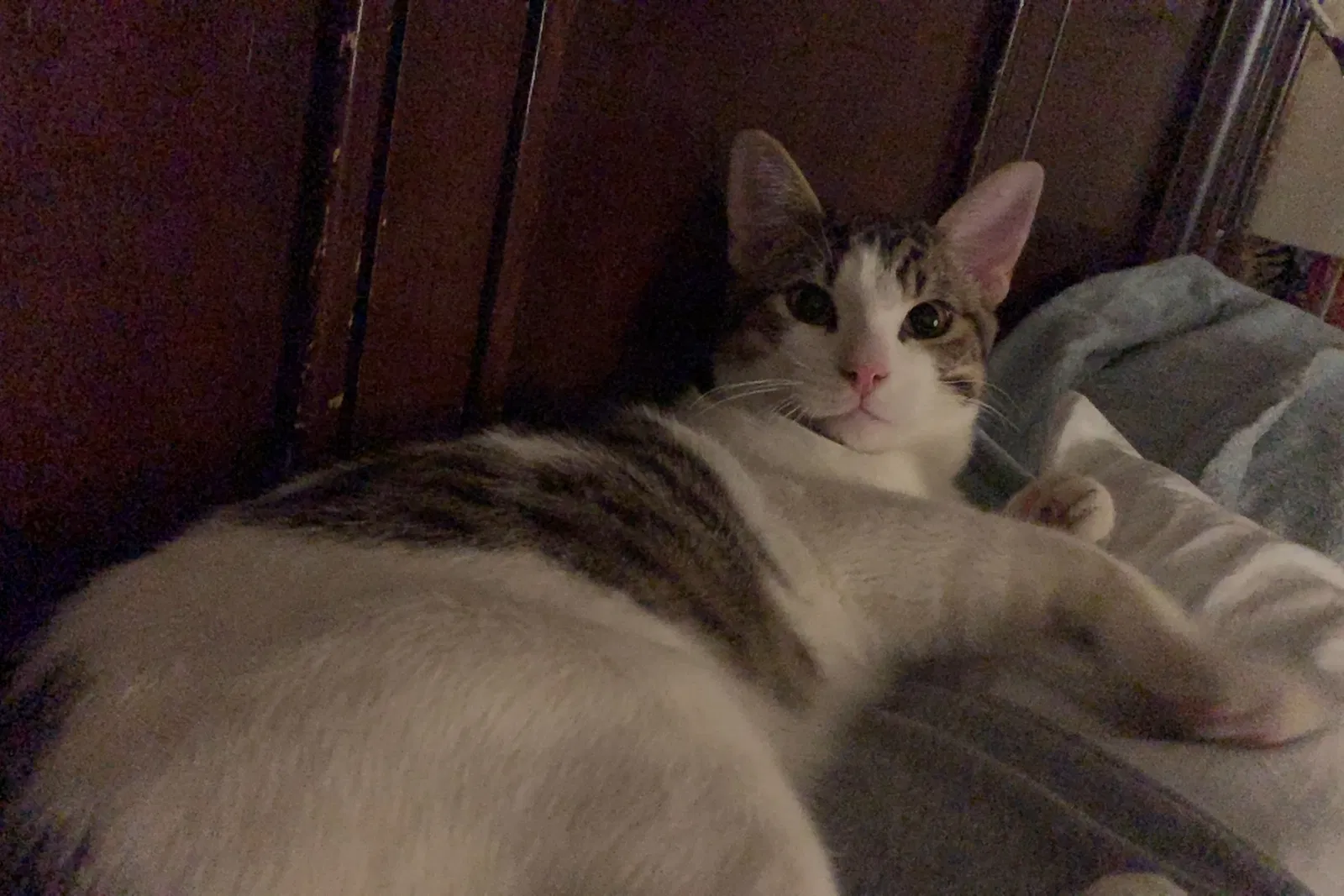 Lost cat in Pittsburg, CA, 94565
