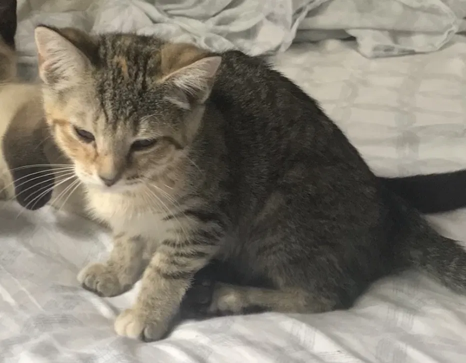 Lost cat in Florence, KY, 41042