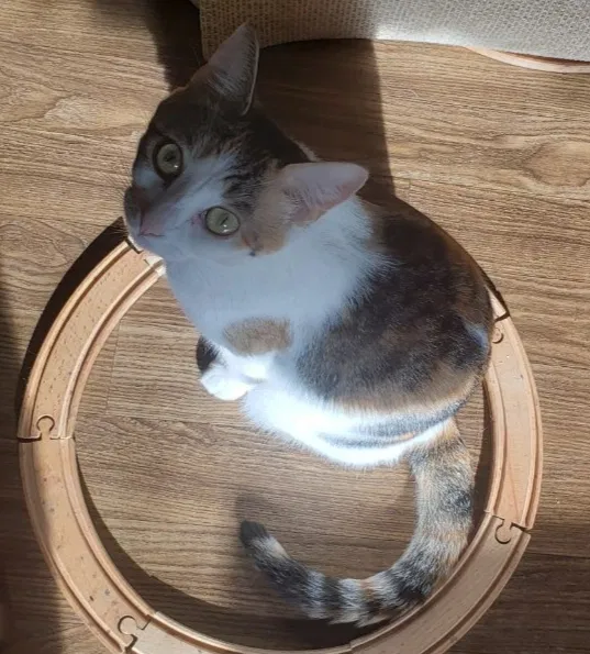 Lost cat in Saint Augustine, FL, 32095