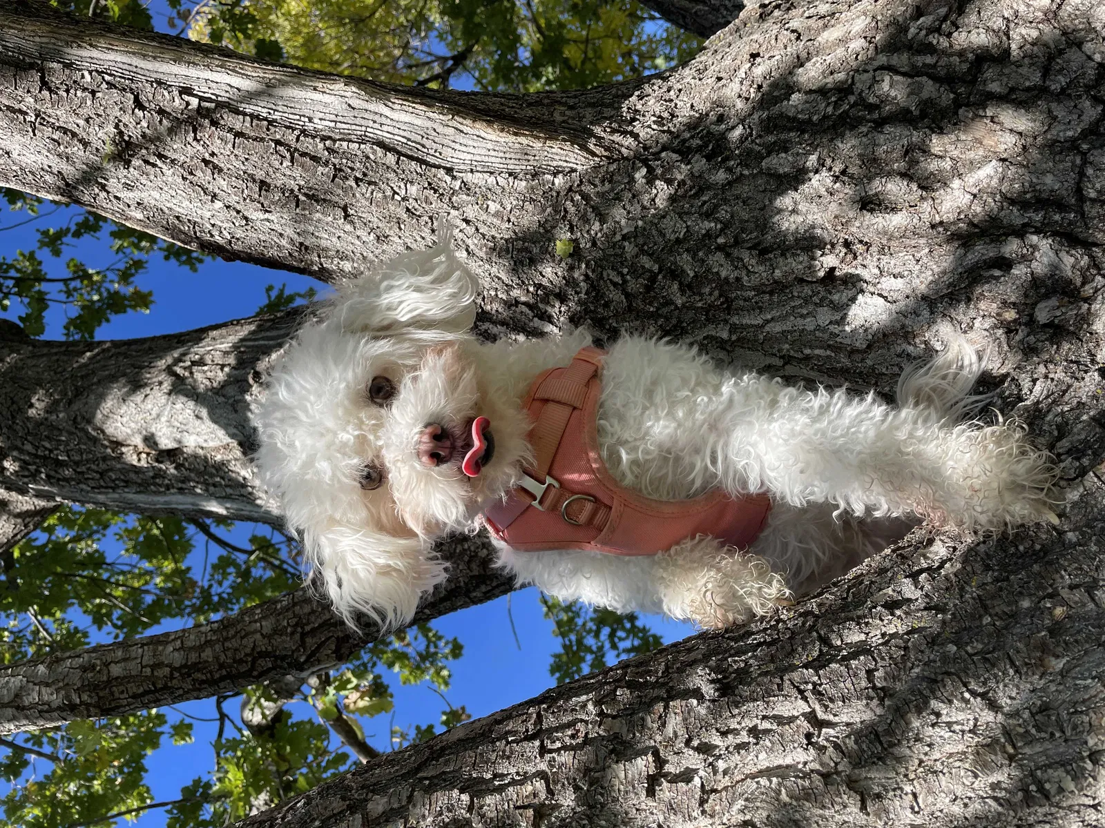 Lost dog in Pueblo, CO, 81007