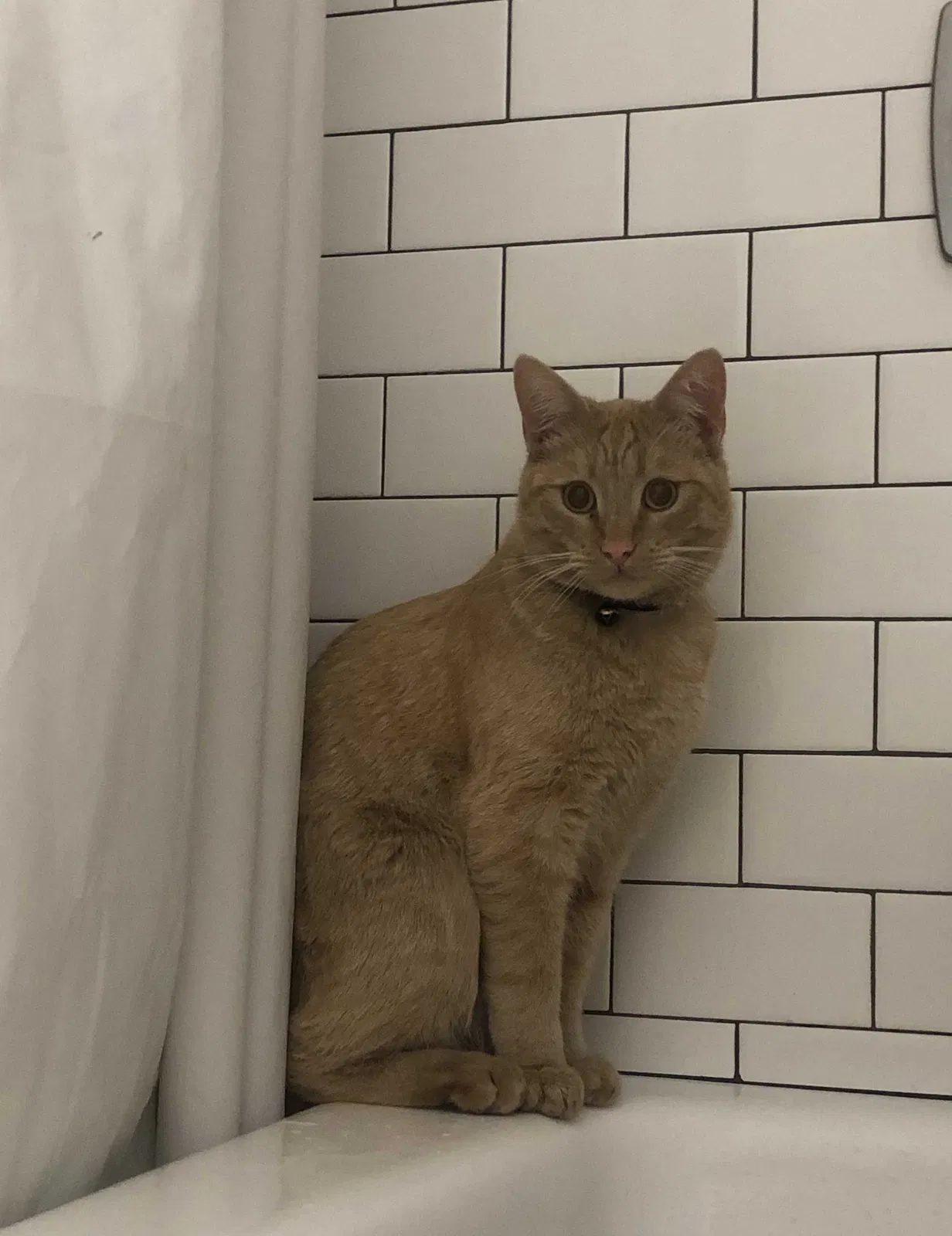 Lost cat in Victorville, CA, 92395