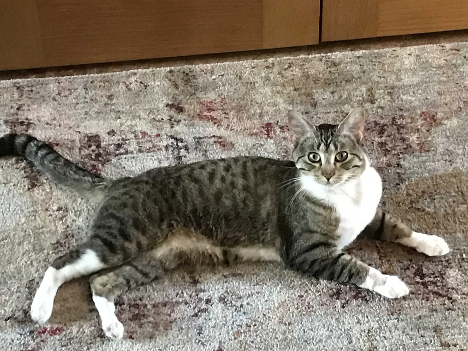 Lost cat in Beloit, WI, 53511