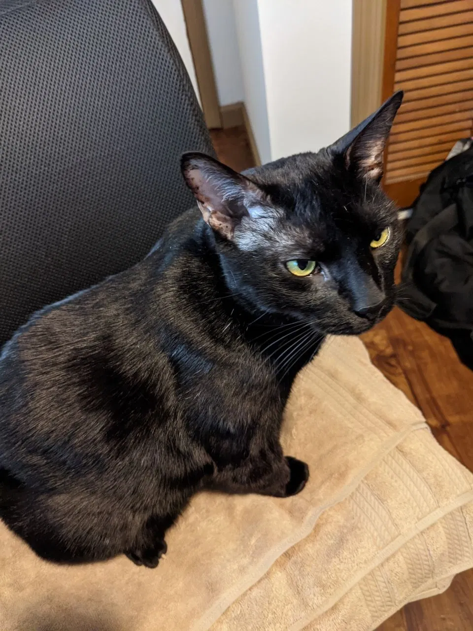 Lost cat in Irmo, SC, 29063