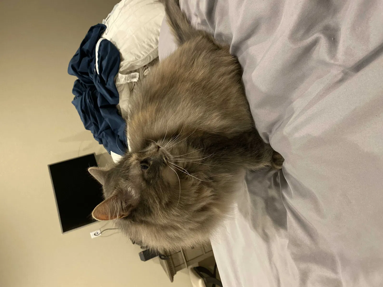 Lost cat in Parker, CO, 80134