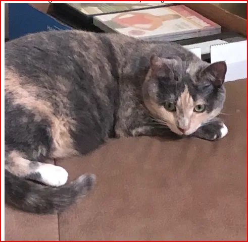 Lost cat in Willoughby, OH, 44094