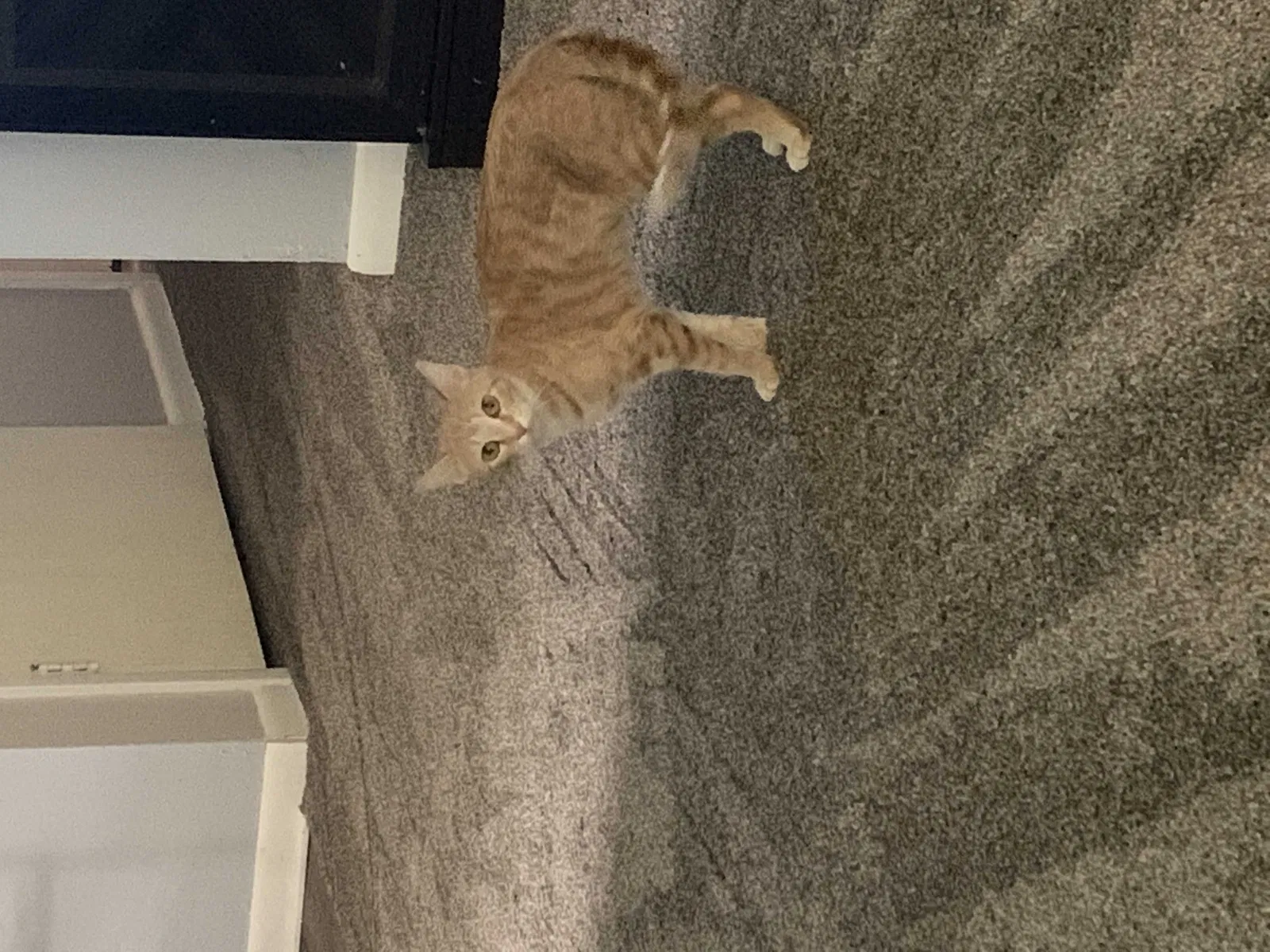 Lost cat in Milwaukee, WI, 53225