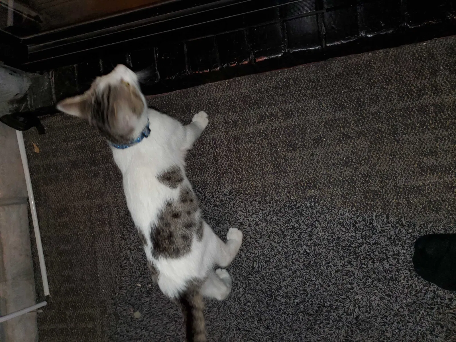 Found Cat