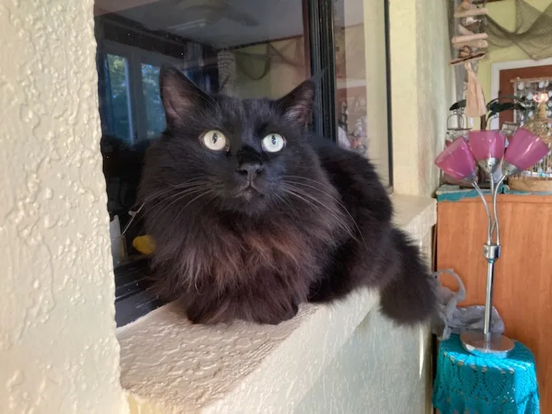 Lost cat in Tampa, FL, 33637