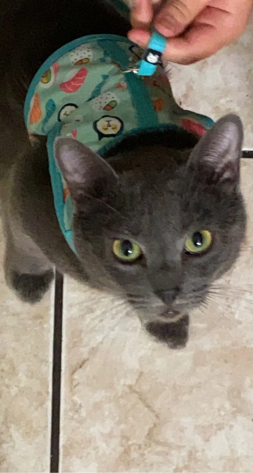 Lost cat in Amarillo, TX, 79118