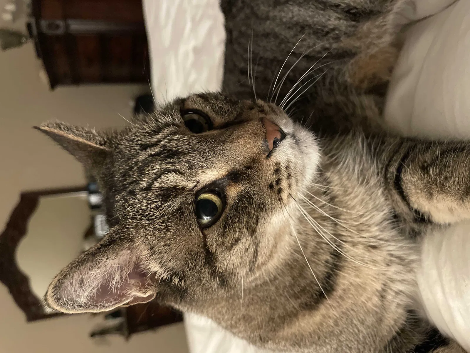 Lost cat in Indio, CA, 92203