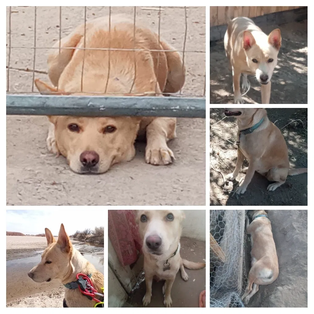Lost dog in Las Cruces, NM, 88001