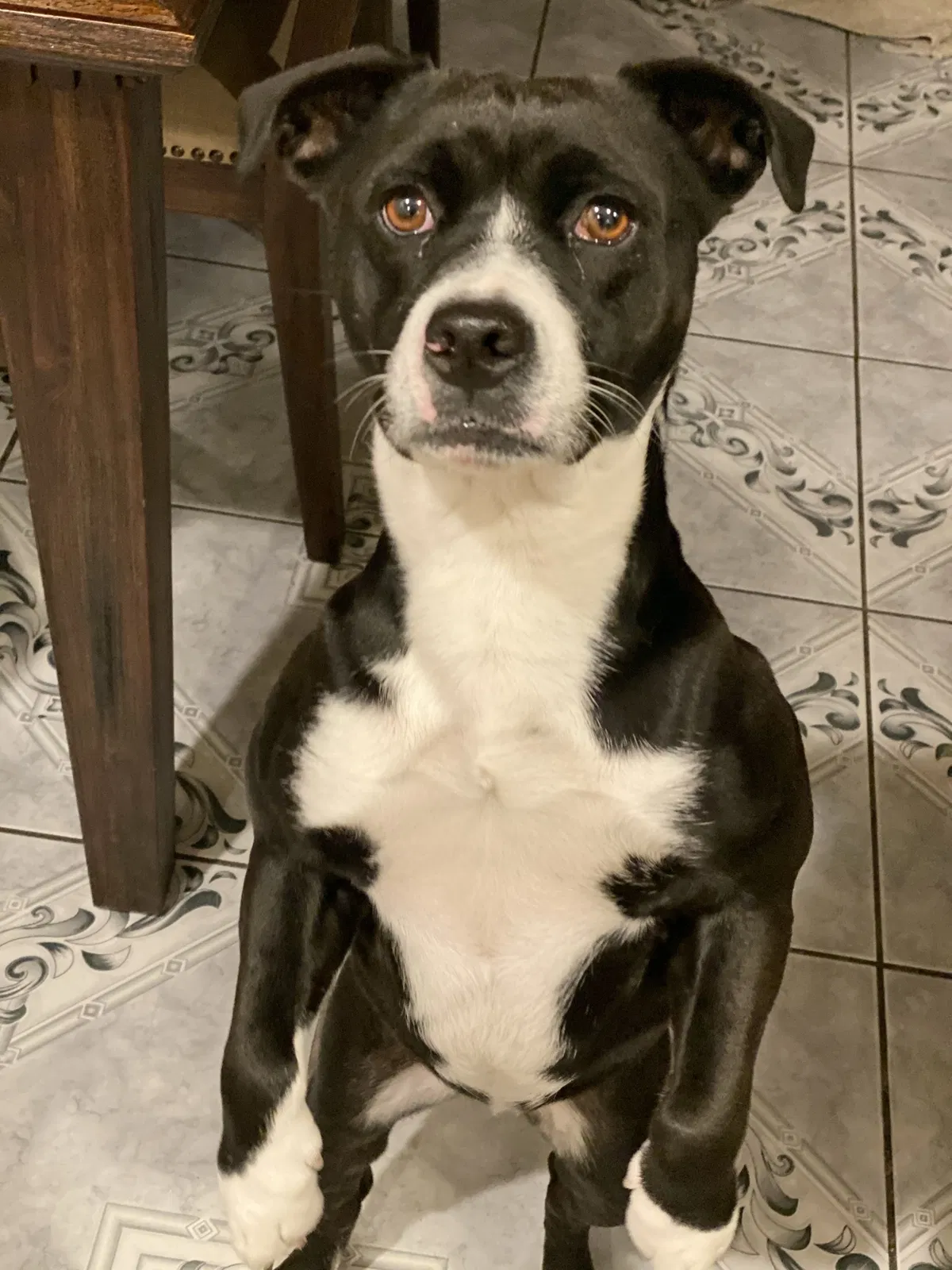 Lost dog in Long Beach, CA, 90805