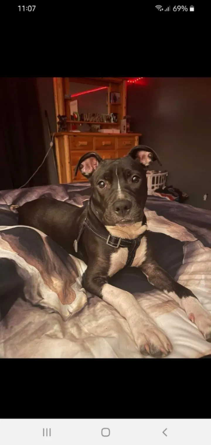 Lost dog in Neeses, SC, 29107