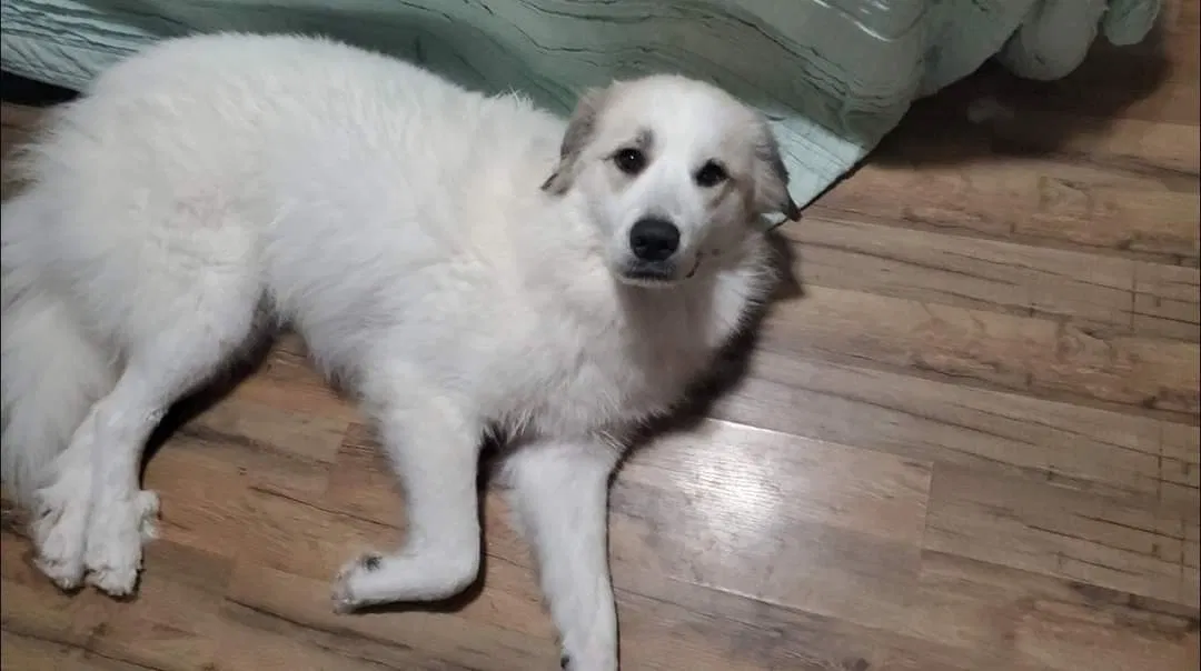 Lost dog in Bessemer, AL, 35022