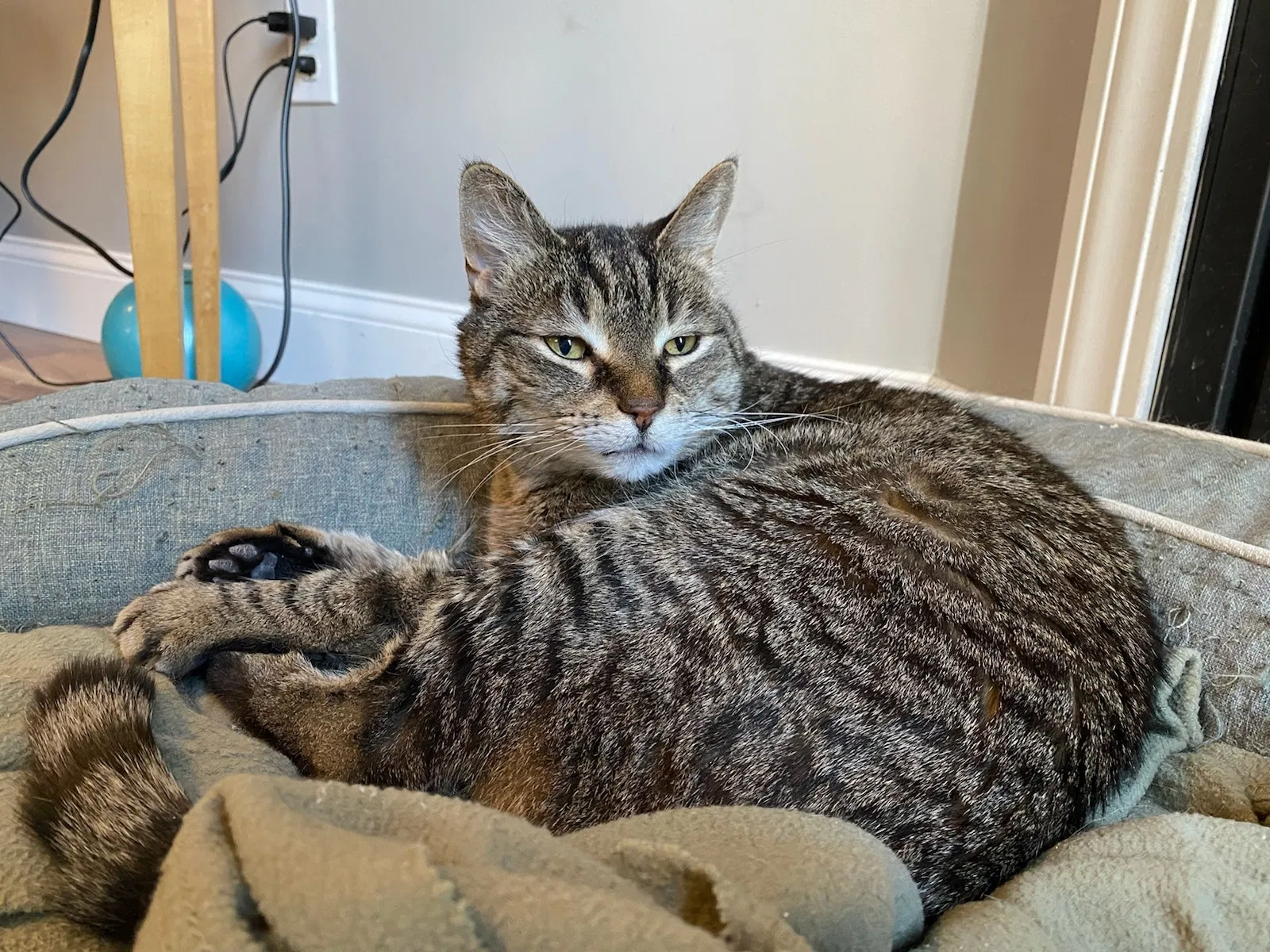 Lost cat in Florence, MA, 1062