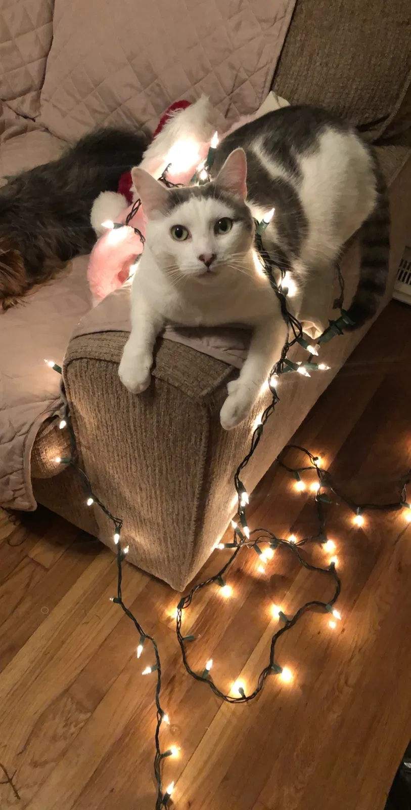 Lost cat in Medford, MA, 2155