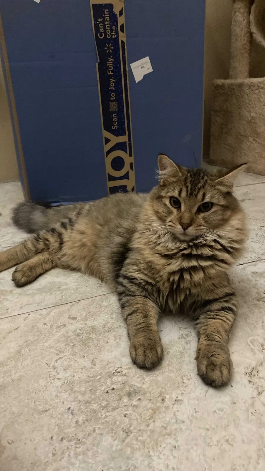 Lost cat in Mission, TX, 78572