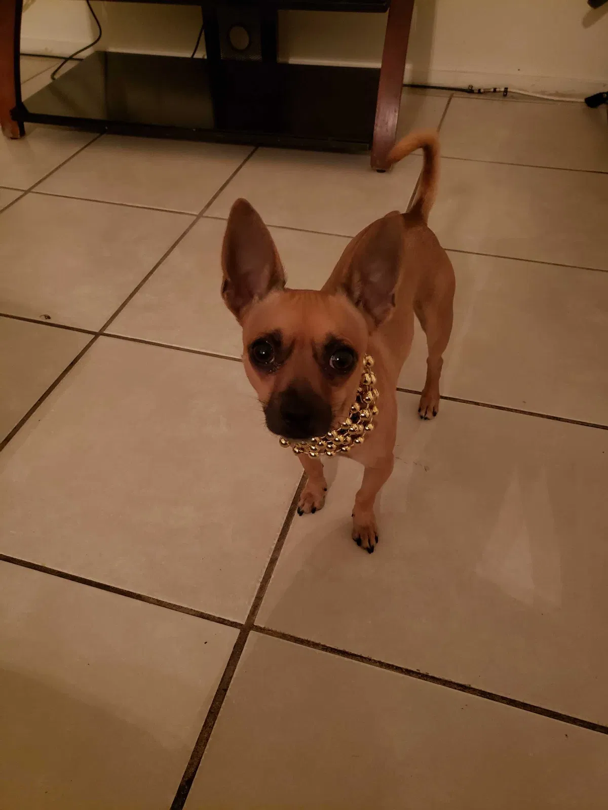 Lost dog in Las Vegas, NV, 89110