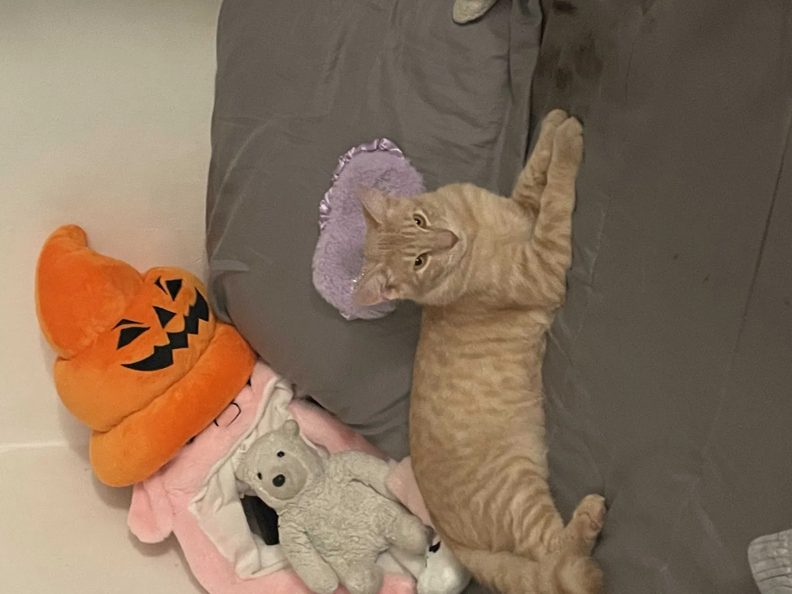 Lost cat in Los Angeles, CA, 90007