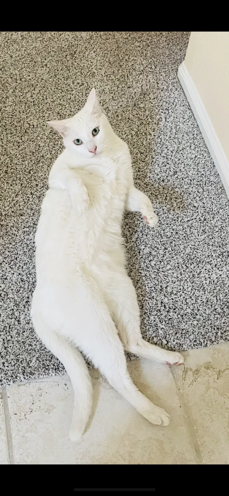Lost cat in Carlsbad, CA, 92008