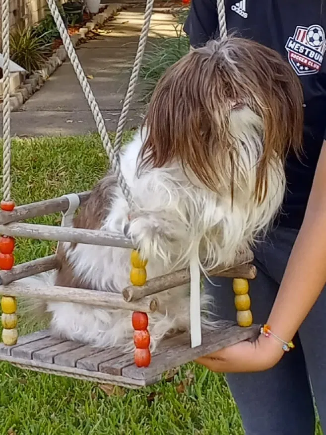 Lost dog in Missouri City, TX, 77489