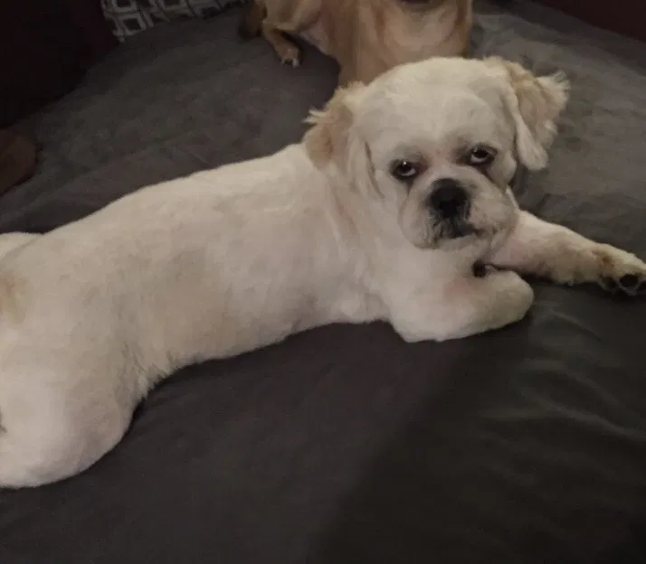 Lost dog in San Antonio, TX, 78232