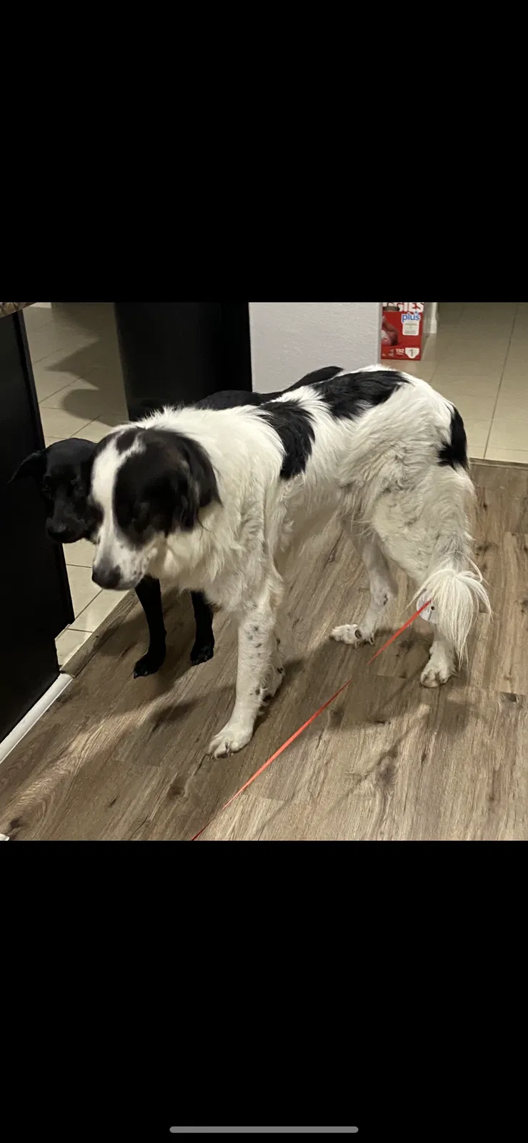 Lost dog in Humble, TX, 77396