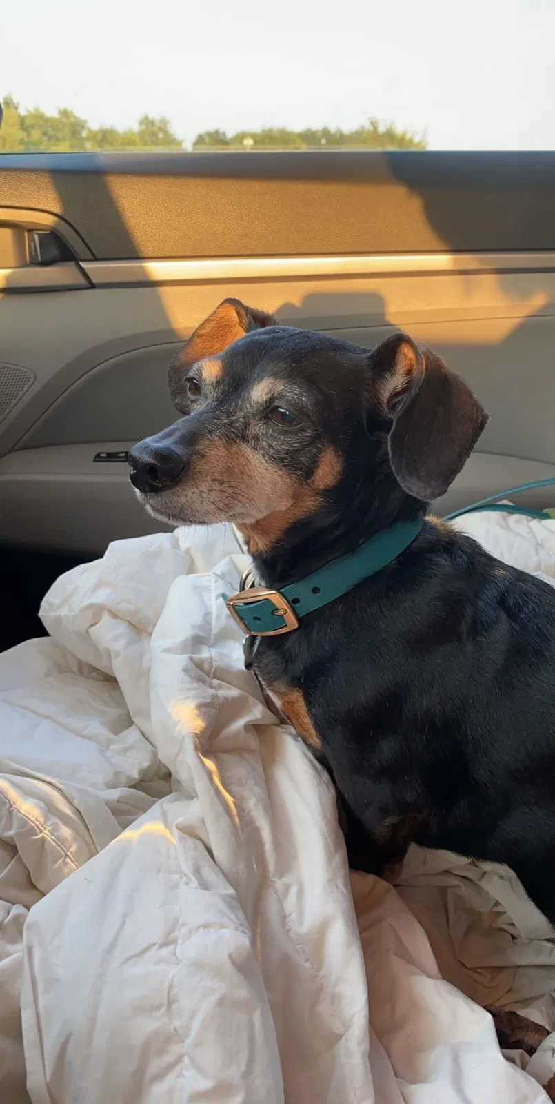 Lost dog in Houston, TX, 77071
