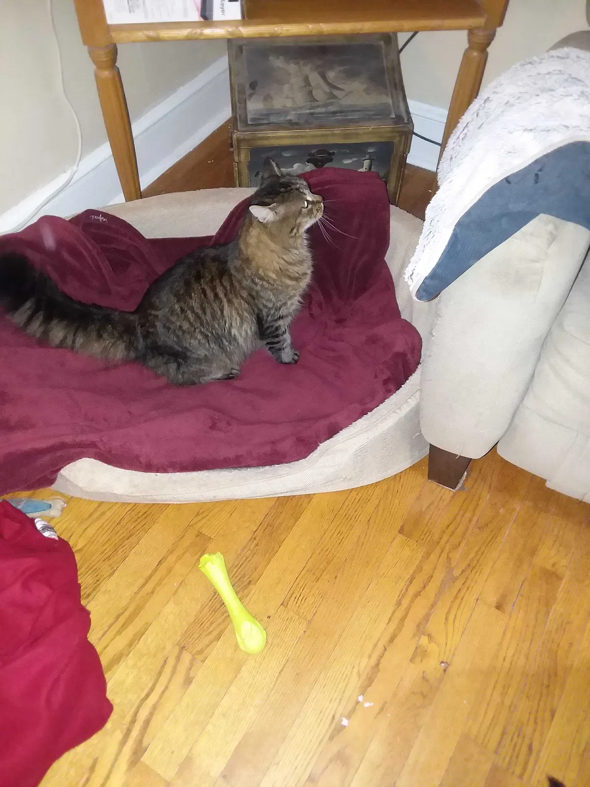 Lost cat in Easton, PA, 18045