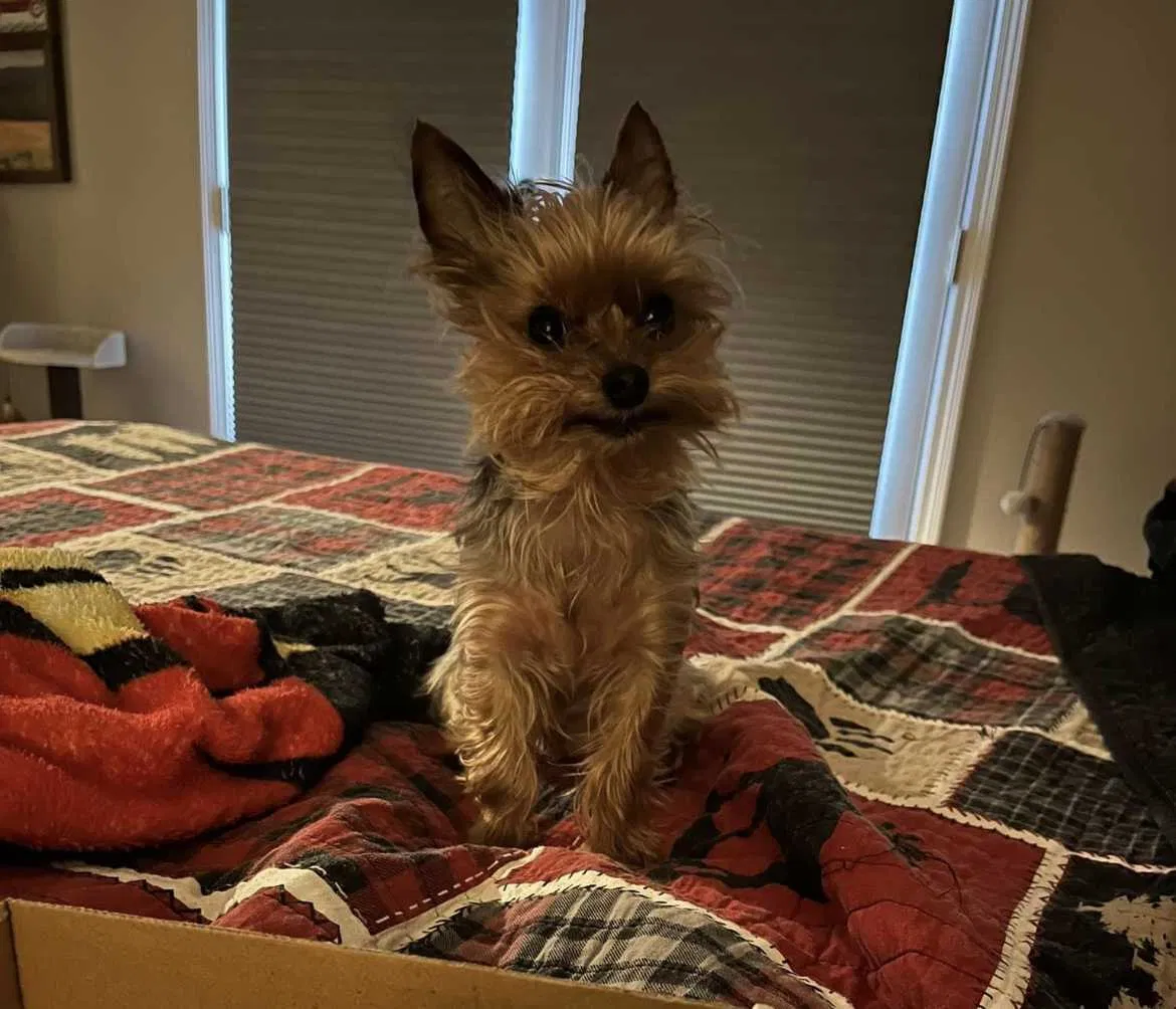 Lost dog in Arlington, TN, 38002