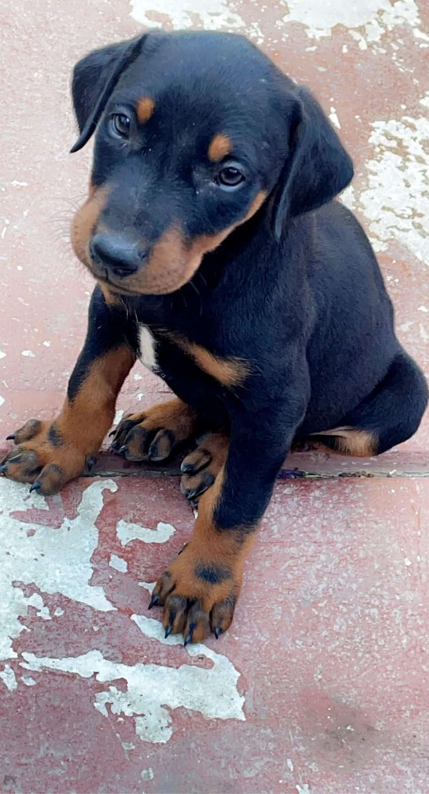 Lost dog in Soledad, CA, 93960