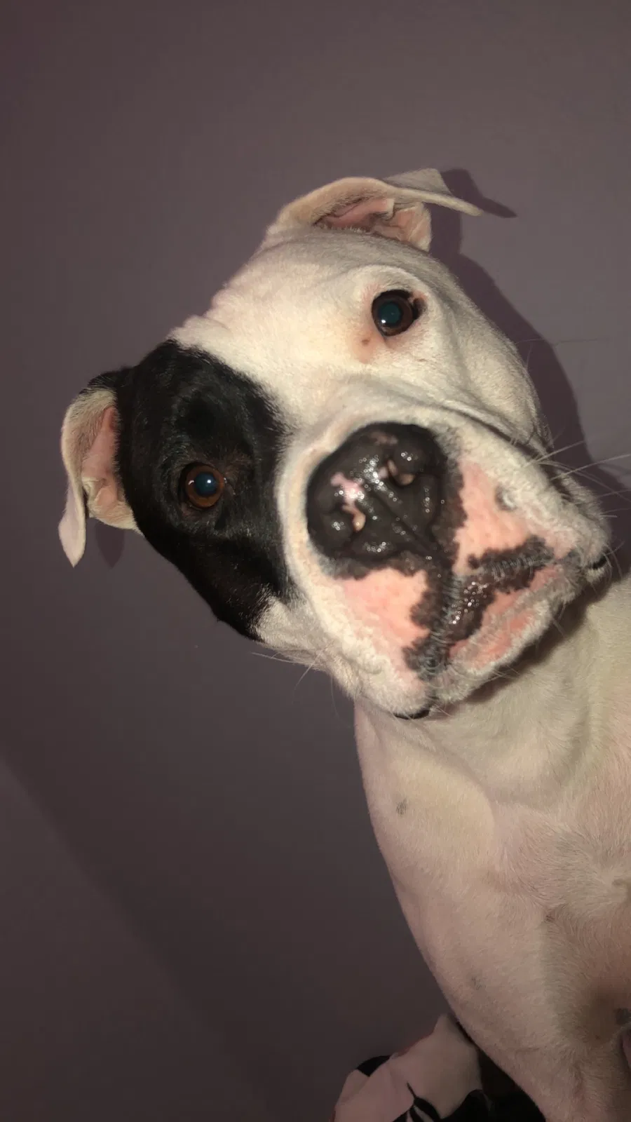 Lost dog in San Tan Valley, AZ, 85143