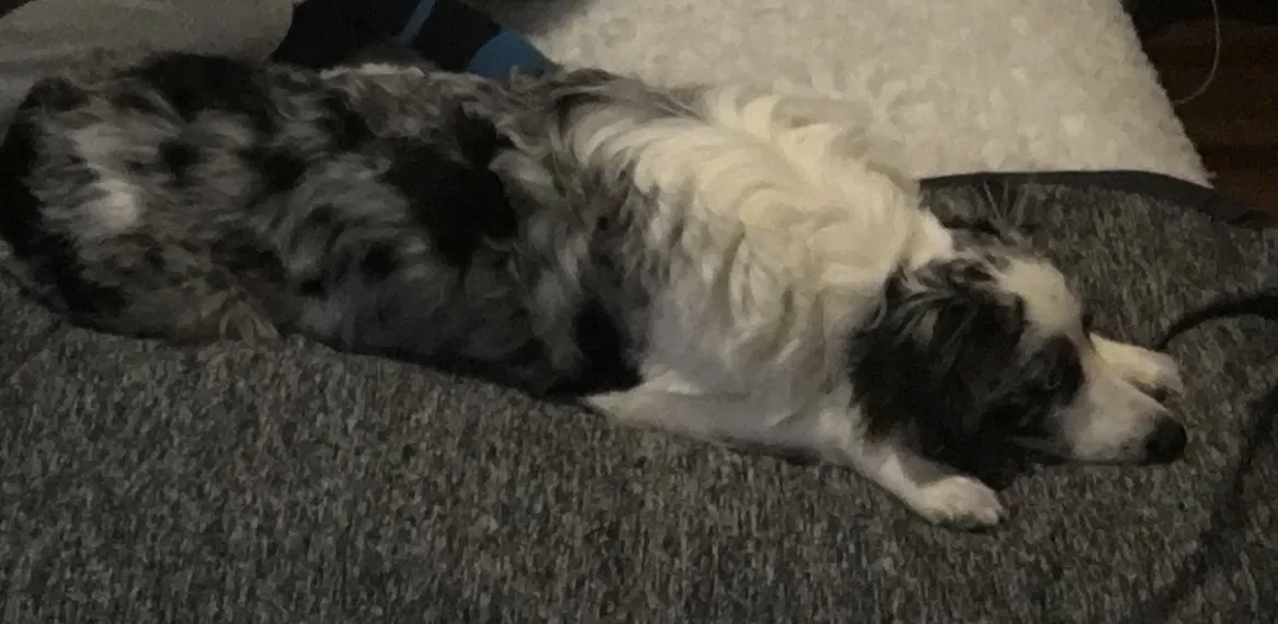 Lost dog in Oklahoma City, OK, 73114