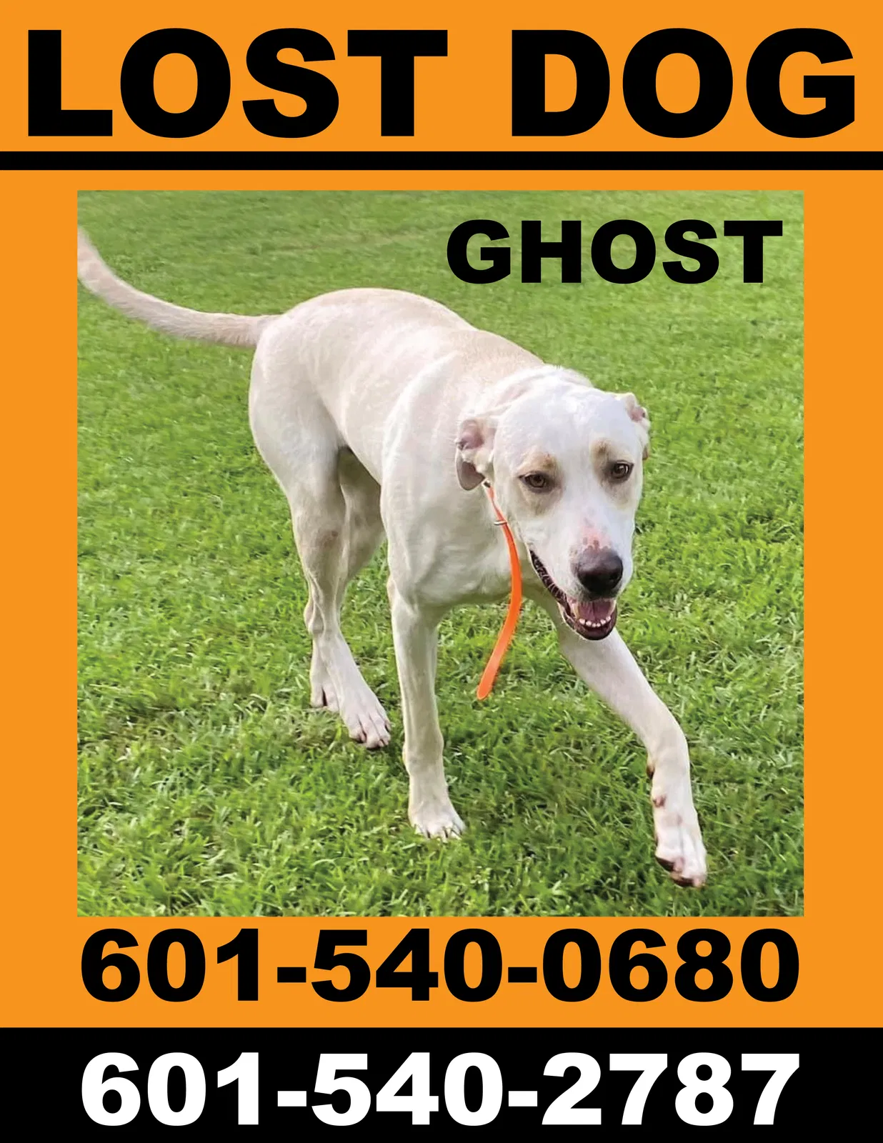 Lost dog in Brandon, MS, 39042