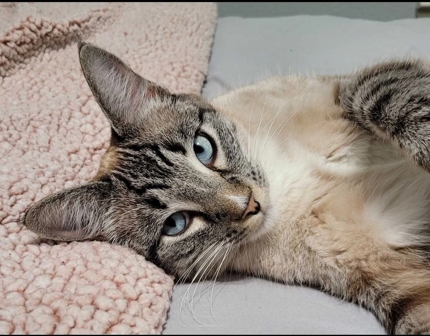 Lost cat in Magnolia, TX, 77354