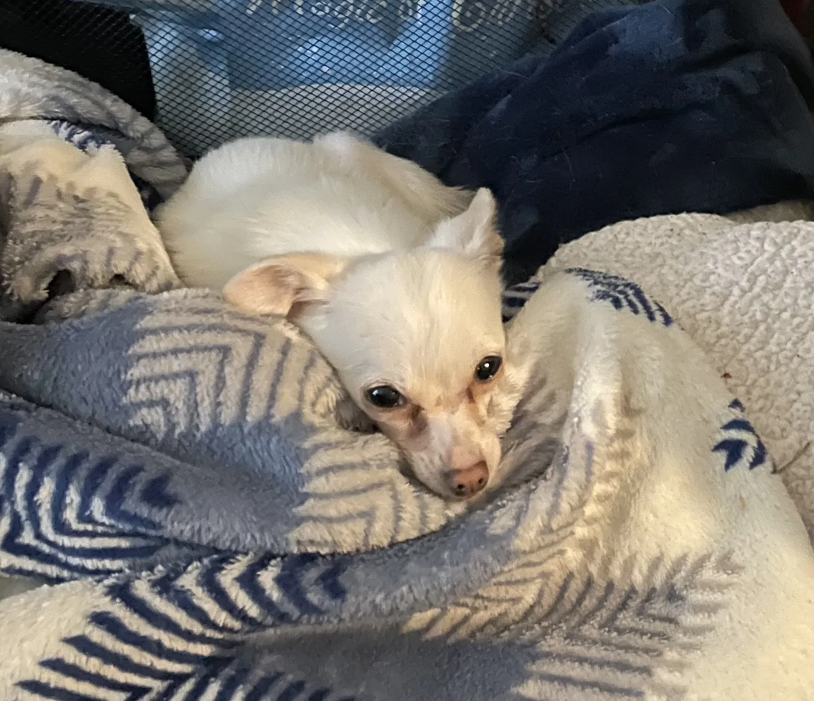 Lost dog in Kent, WA, 98030