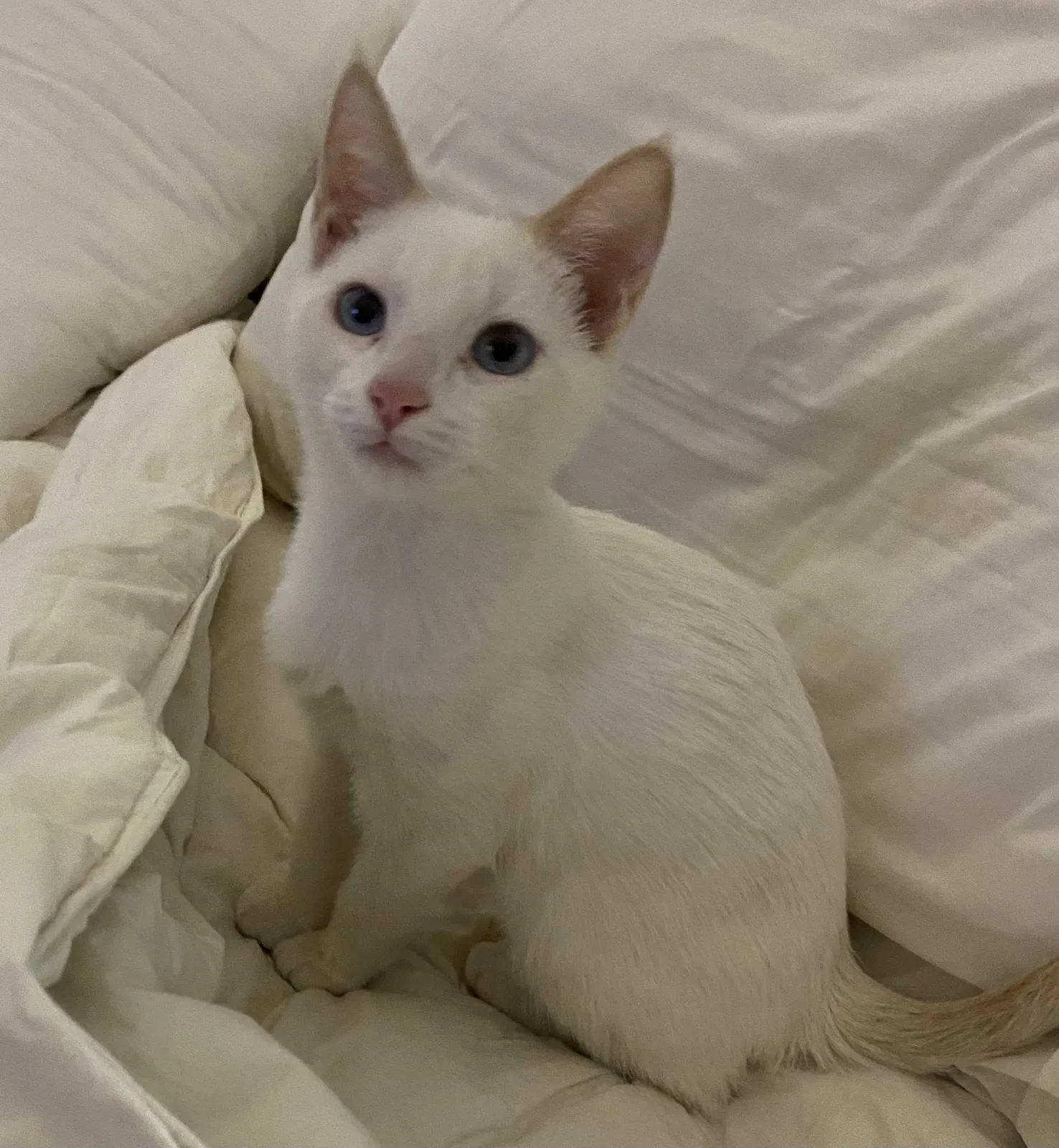 Lost cat in Citrus Heights, CA, 95621