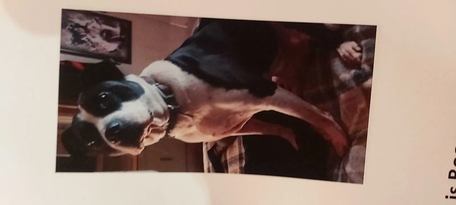 Lost dog in New Hudson, MI, 48165