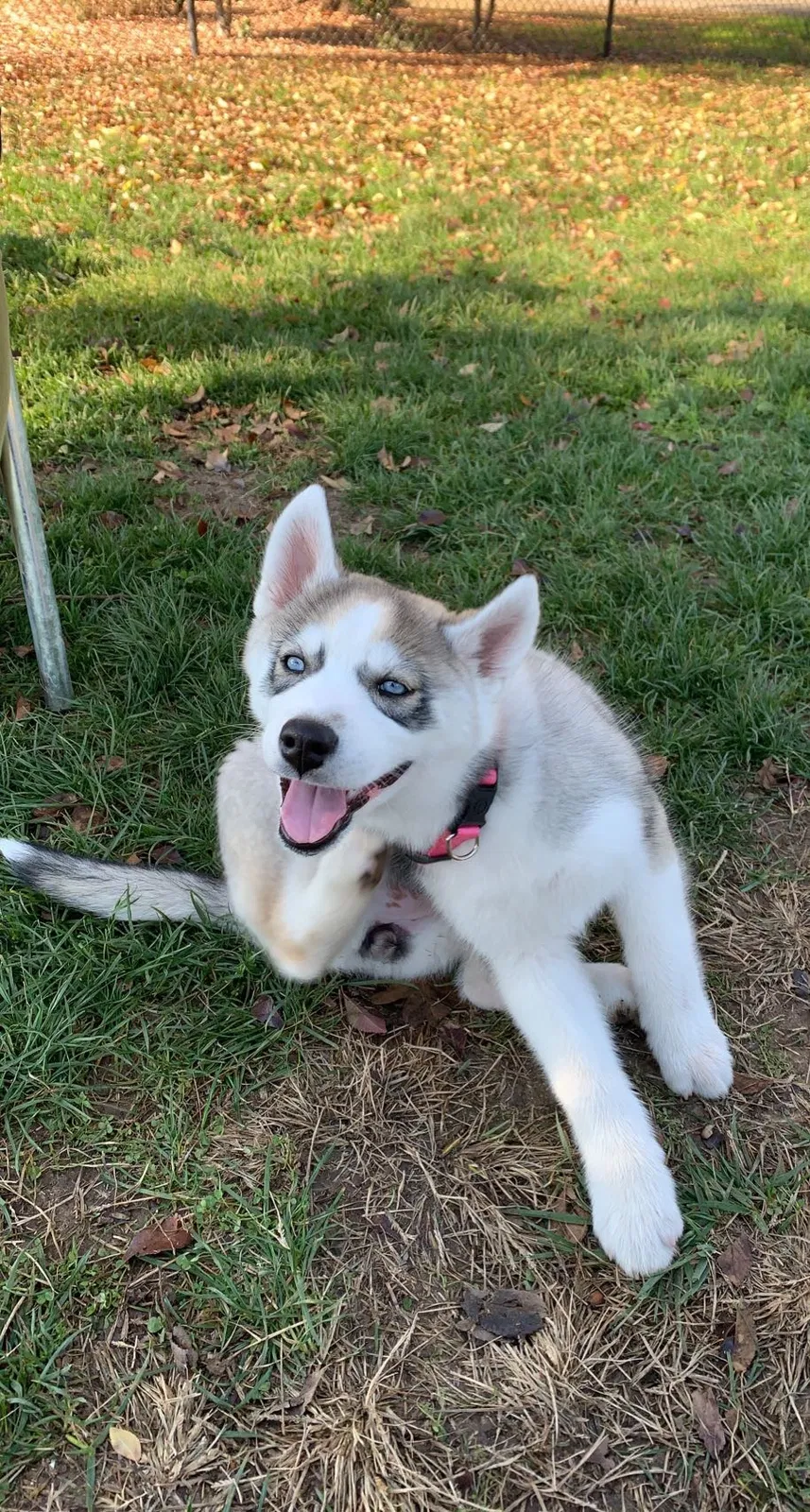 Lost dog in Sacramento, CA, 95841