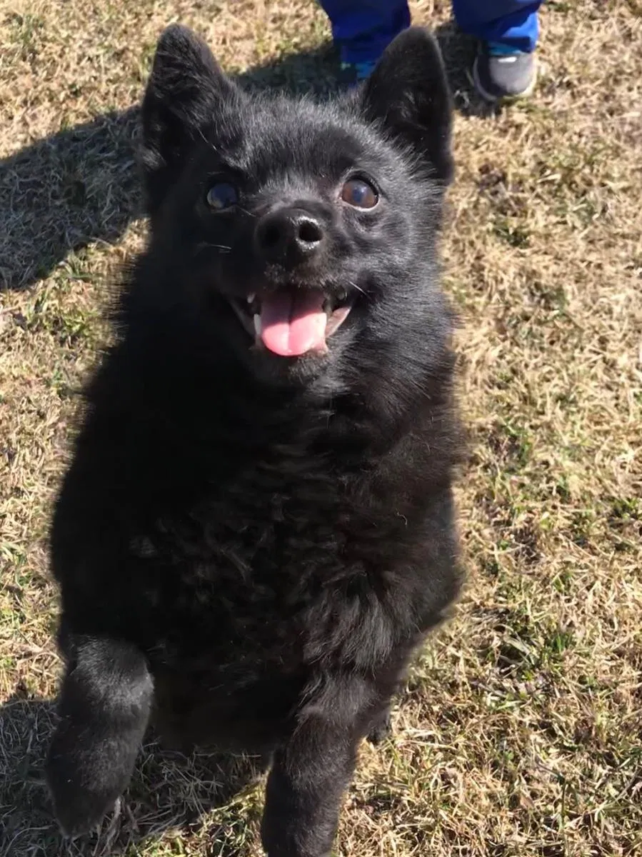 Lost dog in Anchorage, AK, 99518