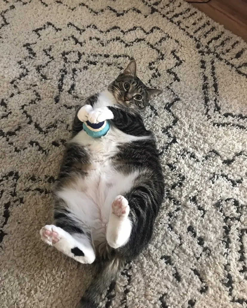 Lost cat in Norman, OK, 73072