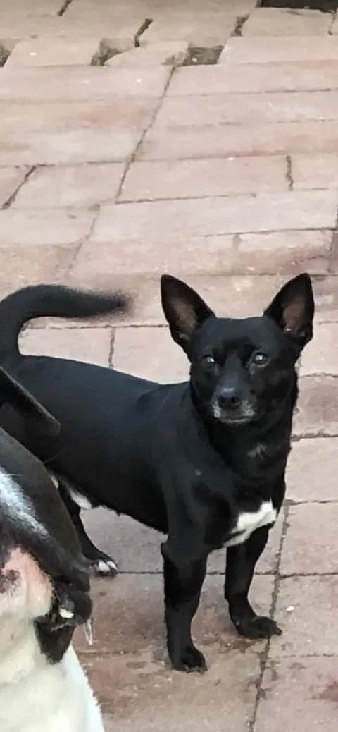 Lost dog in Fresno, CA, 93702