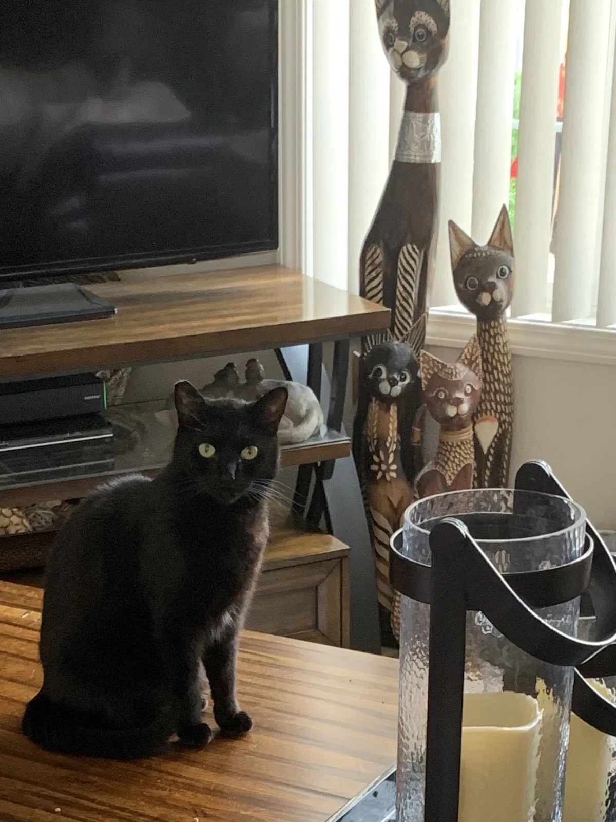 Lost cat in El Cajon, CA, 92021