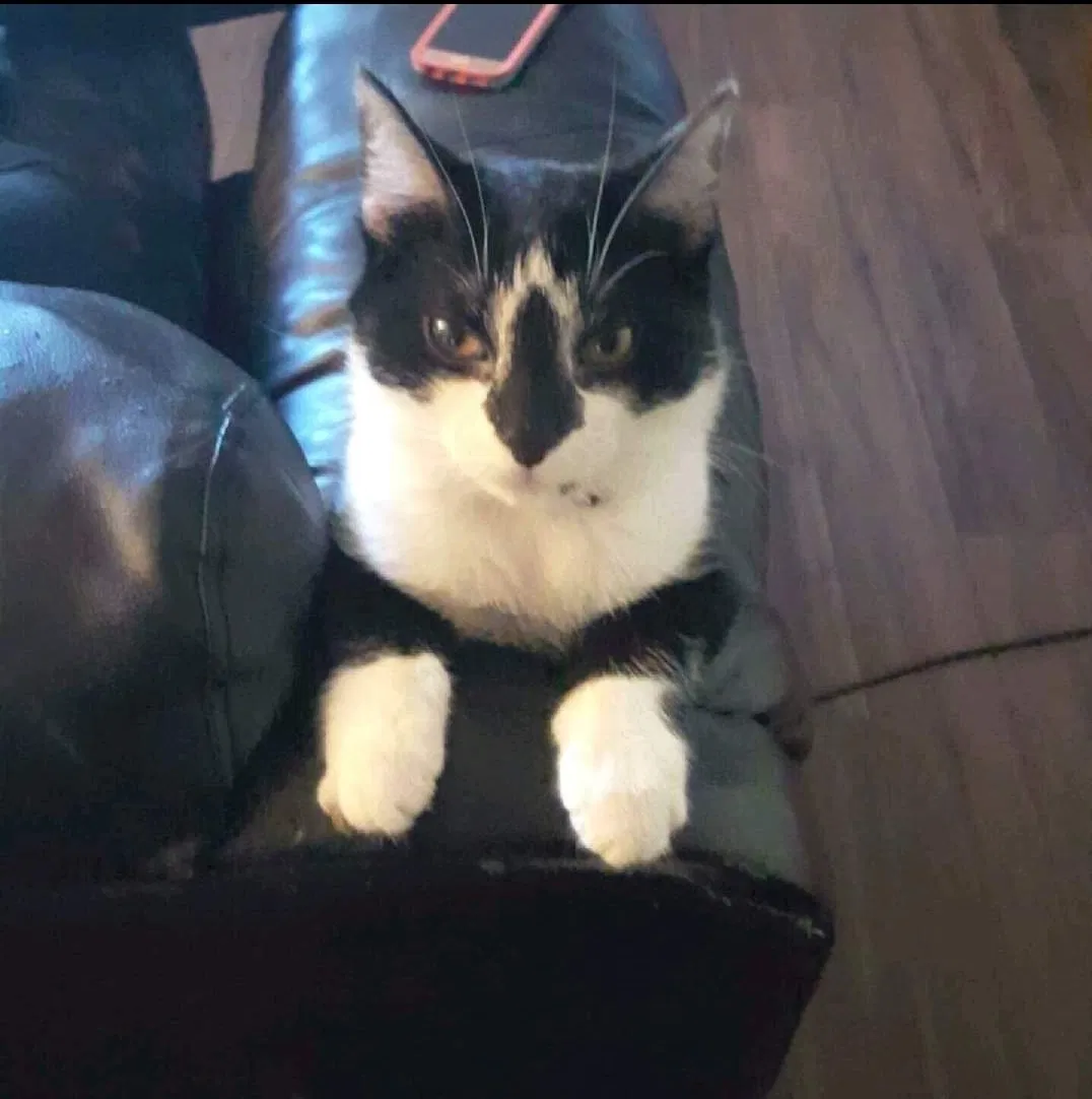 Lost cat in Norman, OK, 73069