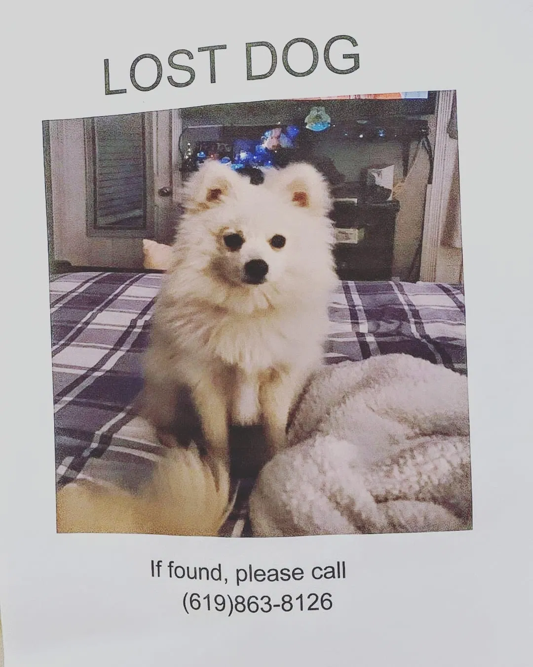 Lost dog in San Ysidro, CA, 92173