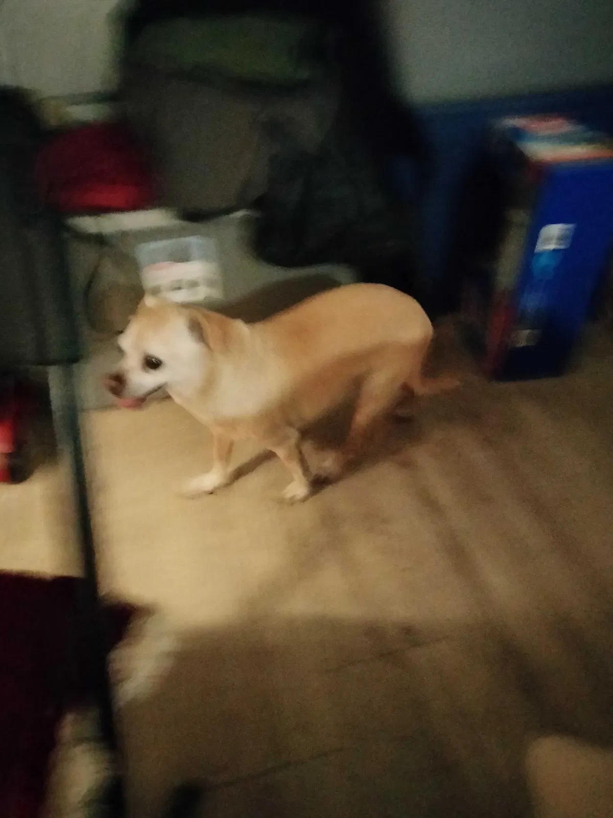Found dog in Long Beach, CA, 90806