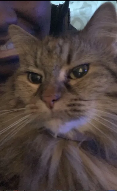 Lost cat in Kansas City, MO, 64134