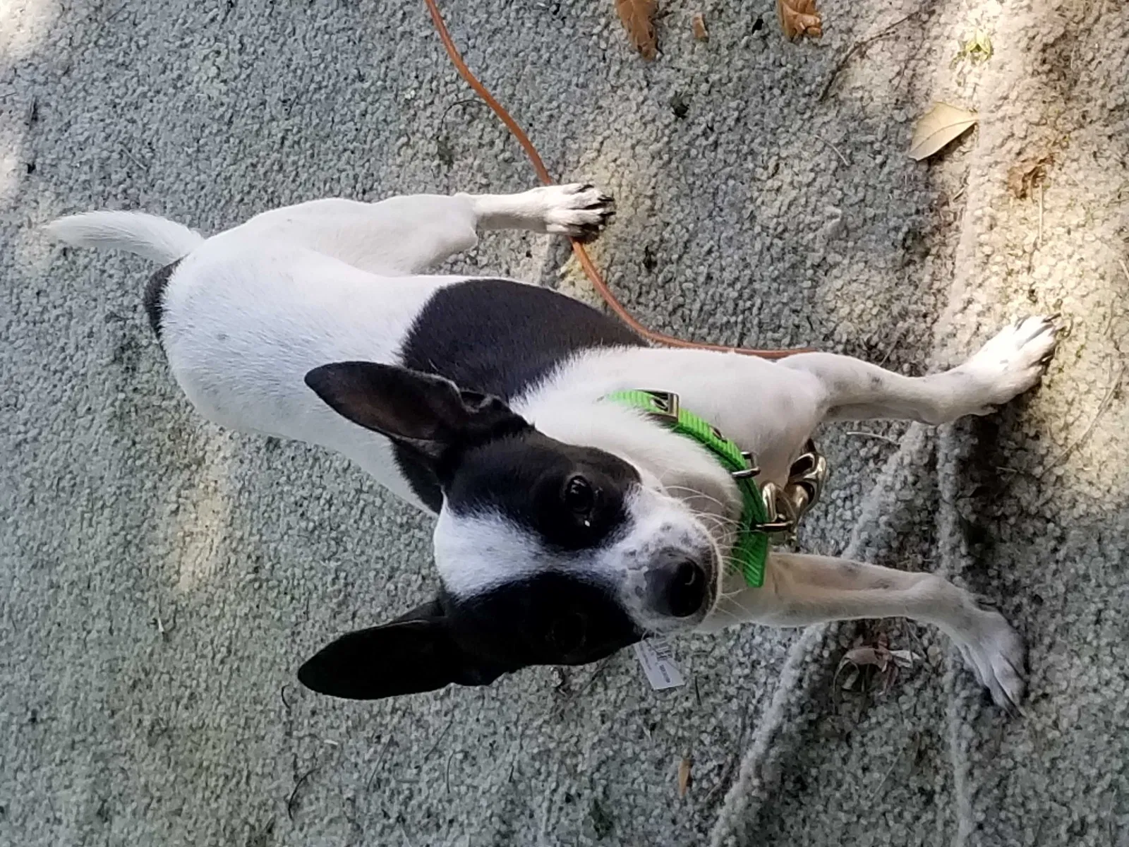 Lost dog in Pasadena, TX, 77502