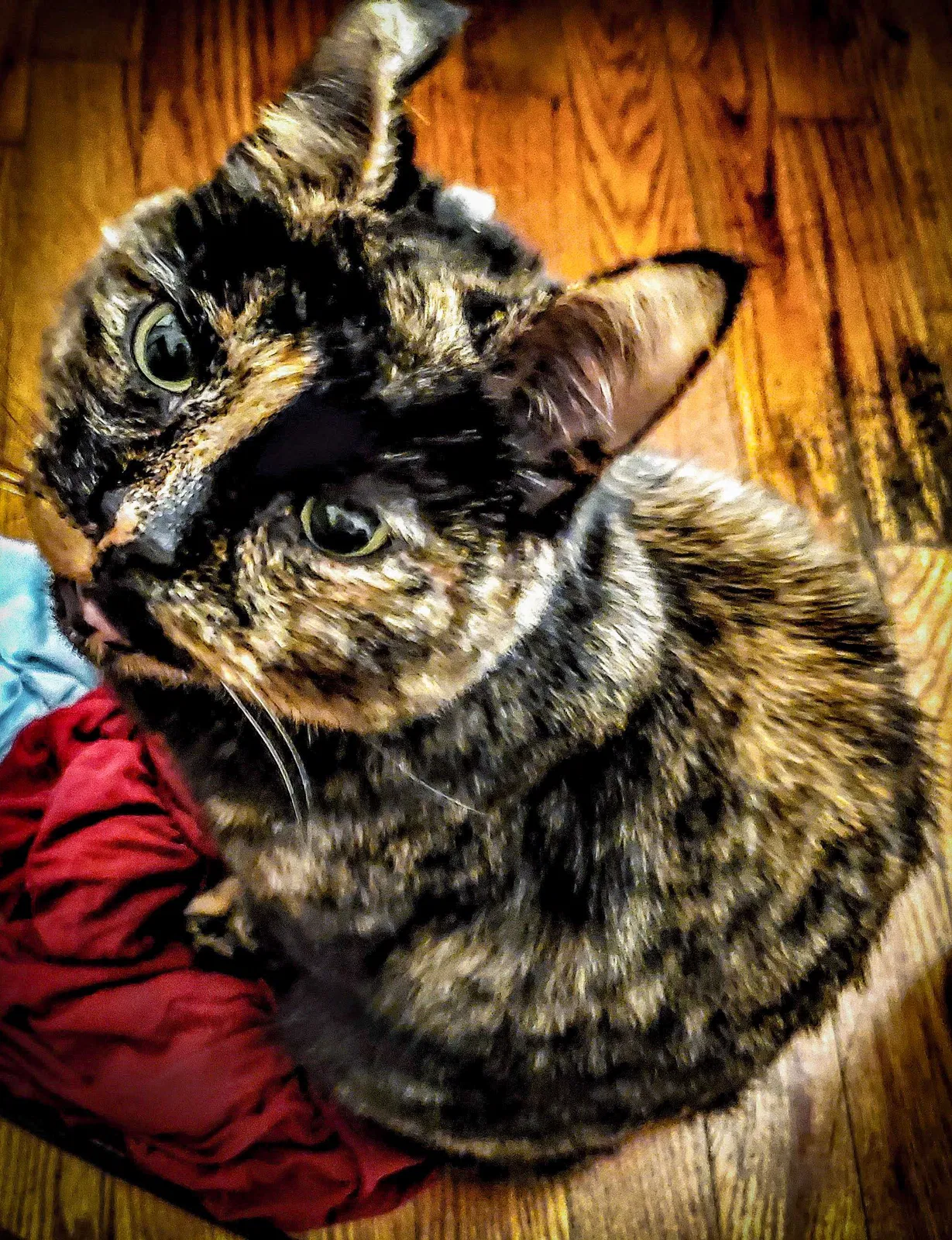 Lost cat in Thomasville, NC, 27360