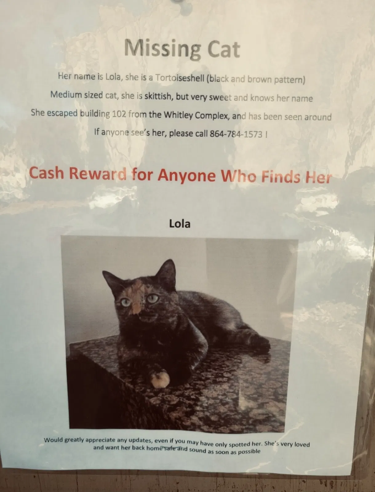 Lost cat in Central, SC, 29630